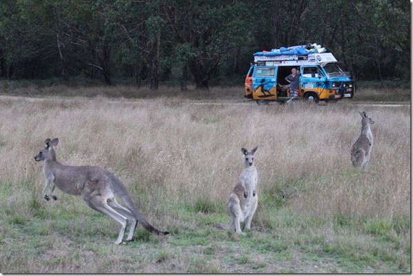 kangury bus