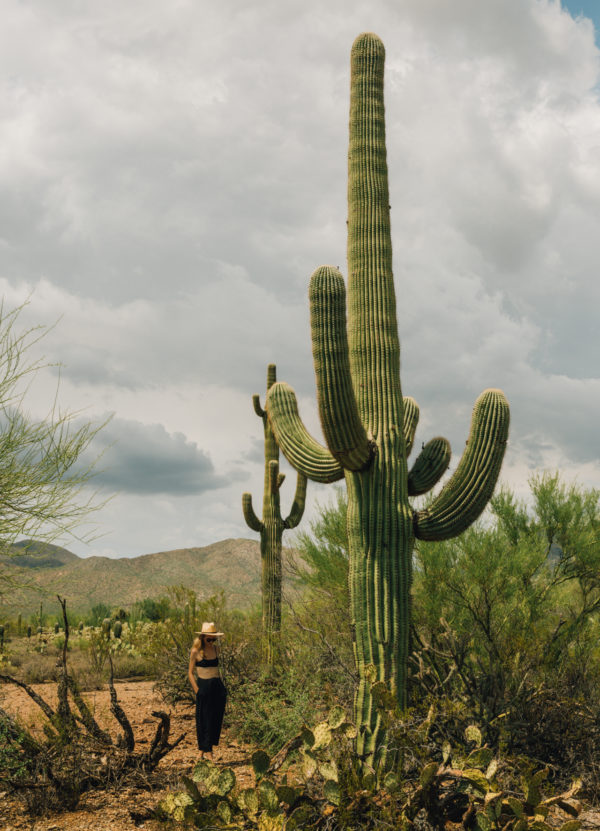 Saguaro Kaktusy Arizona